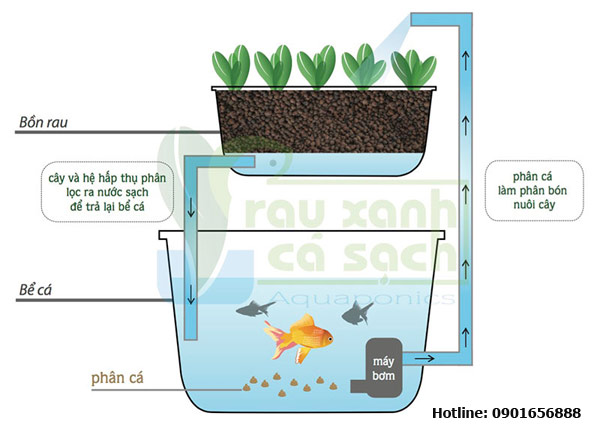 Rau sạch Cá Sạch
