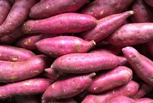 Phân Phối Khoai Lang Nhật Đắk Nông